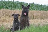 BOUVIER DES ARDENNES 350